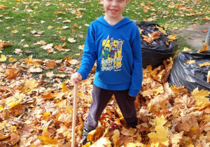 chłopiec stoi z grabiami w stercie liści