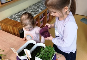 Magdalena i Marysia podlewają zioła, które dzieci wysiały w grupie