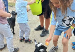 Chłopiec karmi kozę marchewką, w tyle widać drugiego chłopca sięgającego marchew z wiadreka