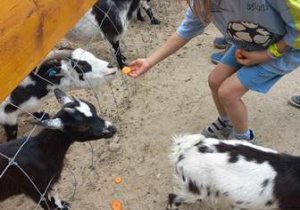 Chłopiec karmi kozę marchewką położoną na otwartej dłoni