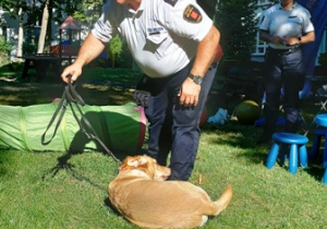 Strażnik miejski demonstruje bezpieczny sposób zbliżania się do psa