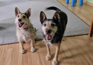 Zdjęcie przedstawia dwa psy - wolontariusze fundacji OTOZ Animals