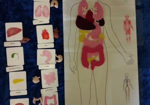zdjęcie przedstawia pomoc dydaktyczną dotyczącą narządów naszego ciała
