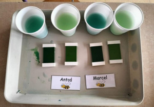 Zdjęcie przedstawiają kubeczki z wodą w różnych odcieniach koloru zielonego