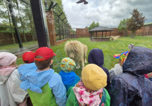 Dzieci ogladają lwa znajdującego się za szybą
