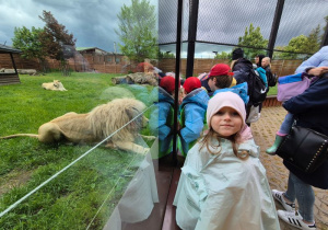 Dziewczynka pozuje do zdjęcia, za szybą znajduje się lew