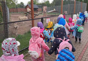 Dzieci podczas spaceru po Zoo oglądają białe wilki