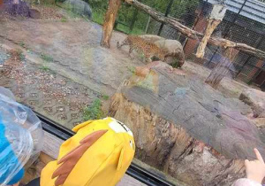 Dzieci podczas wycieczki obserwują gepardy