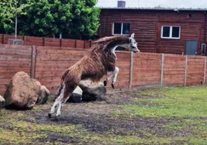 Lama w czasie skoku