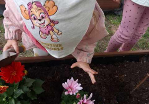 Dziewczynka podczas zakładania mini ogrodu - sadzi kwiaty