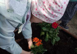 Tosia w czasie sadzenia kwiatów w mini ogrodzie