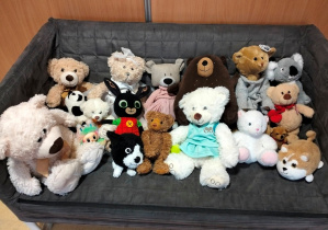 misie przyniesione przez dzieci z domu ustawione na sofie