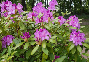 Kwitnące rododendrony w naszym ogrodzie