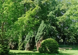 Drzewa w ogrodzie przedszkolnym