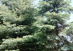Drzewa iglaste znajdujące się w ogrodzie przdszkolnym